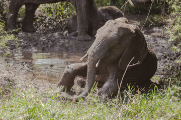 Obraz premium Elephant baby taking mud bath, Lake MAfrica
