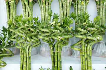 Lucky bamboo