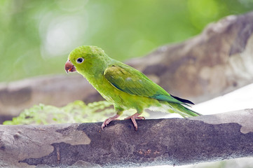 Plain parakeet, endemic bird of the Brazil