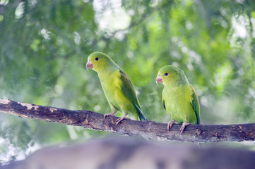 Plain parakeet, endemic bird of the Brazil