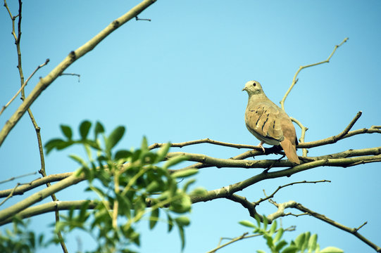 Ruddy ground dove, the lowest dove of Brazil