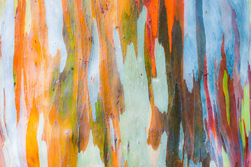 Abstract painting by eucalyptus tree bark © tawanlubfah