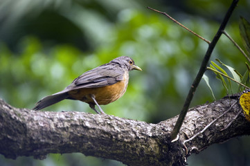 Rufous-bellied thrush, bird symbol of the Brazil