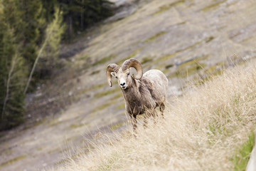 Big Horn Sheep in the Seculed Nature of Banff National park