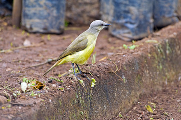 Tropical kingbird, bird of the Americas