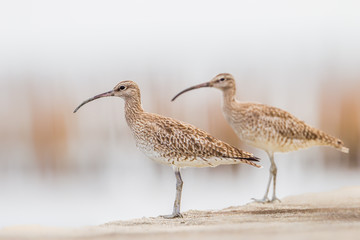 Curious couple of Whimbrel(Numenius phaeopus) stair at us in nature of Thailand