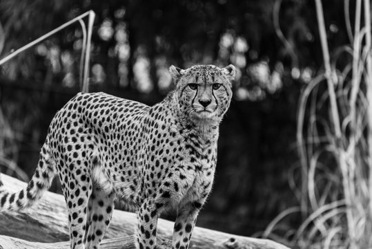 Cheetah in Black and White at the National Zoo in Washington DC