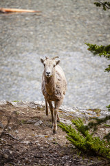 Big Horned Sheep in Banff National Park