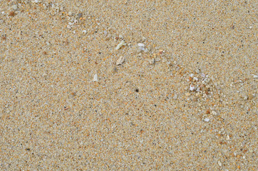 Sand beach with sea shell texture background.