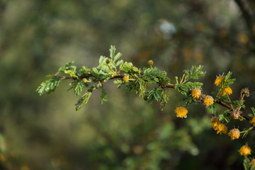 Las ramas y las flores están mojadas.