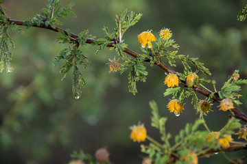 Las gotas de agua empapan las hojas y las flores.