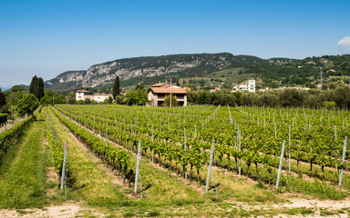Fototapeta na wymiar Vine growing close to Lake Garda, Italy.