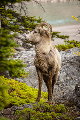 Big Horned Sheep in Banff National Park