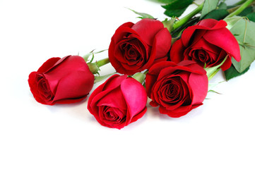 red roses laying on white background