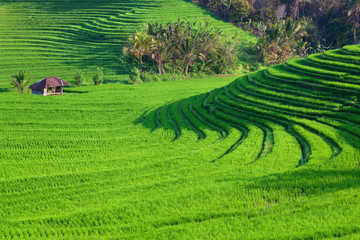 Beautiful view of Balinese green rice growing on tropical field terraces. Best scenic Asian...