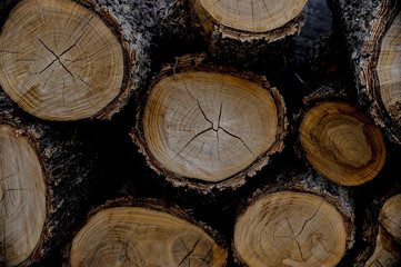 Stack of cut logs with rings 