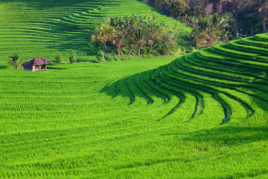 Beautiful view of Balinese green rice growing on tropical field terraces. Best scenic Asian backgrounds and landscapes, people culture and nature of Bali and Java islands, travel places in Indonesia