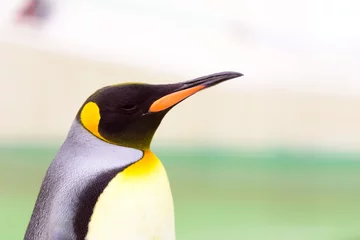 Foto auf Acrylglas Pinguin ペンギン
