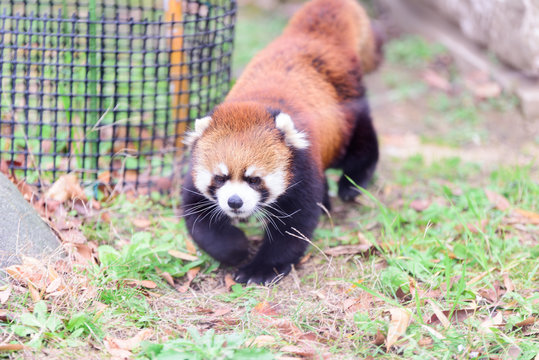 レッサーパンダ