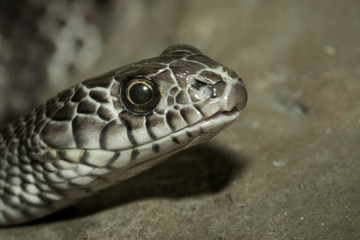 Snake's head