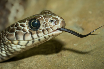 Snake's head