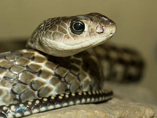 Snake's head