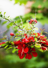 Blue beetle on a quince blossoms
