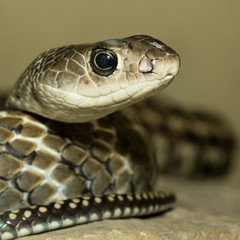 Snake's head