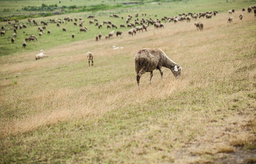 Flock of sheep on pasture; one sheep in foreground with large flock in background; 