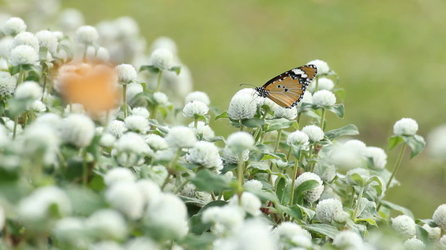 butterfly sucking pollen from white flower