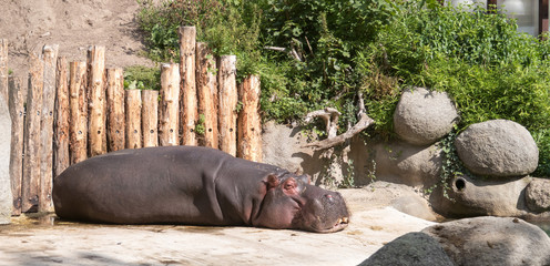Lazy Hippo 3
