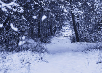 Winter forest