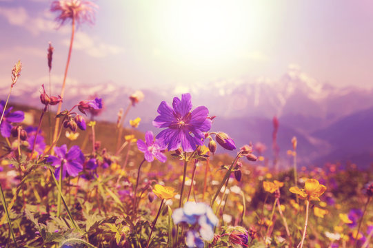 Fototapeta Mountains meadow