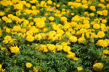 marigold flower in garden