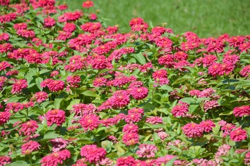 pink zinnia flower in garden