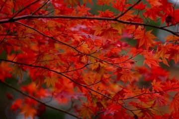 晩秋の紅葉
