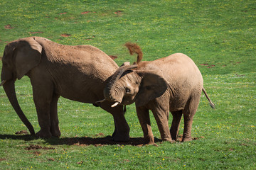 Naklejka na ściany i meble Elephants family on African savanna. Safari in Amboseli, Kenya,