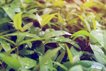 water dew drops on green leaf