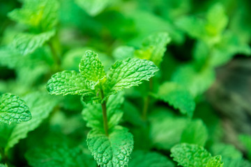 Freshly mint leaf. © ETAP
