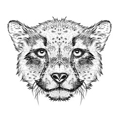 Hand draw cheetah portrait. Hand draw vector illustration