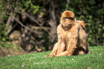 Closeup of barbary macaque monkey in Gibraltar