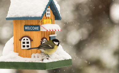 Obraz premium Small bird by a feeding house