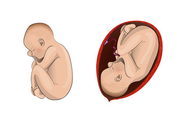 pregnant womb. child