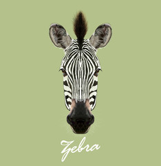 Vector Illustrated Portrait of Zebra.  © ant_art19