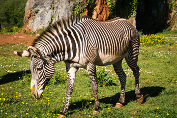 Fototapeta na wymiar Grevy's Zebra, samburu national park, Kenya