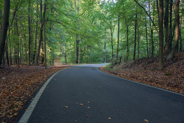 Naklejka premium Straße durch den Wald