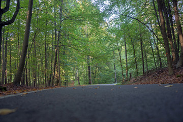 Straße durch den Wald
