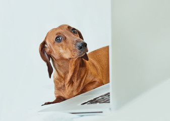 Cute little dog looking with irony at camer with laptop