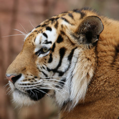 Sibirischer Tiger 