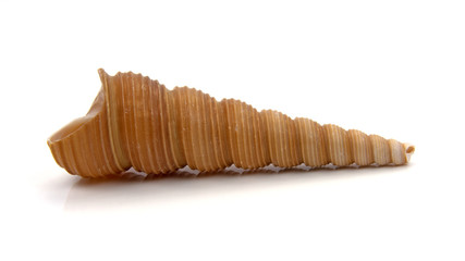 Turmschnecke - Turritellidae
